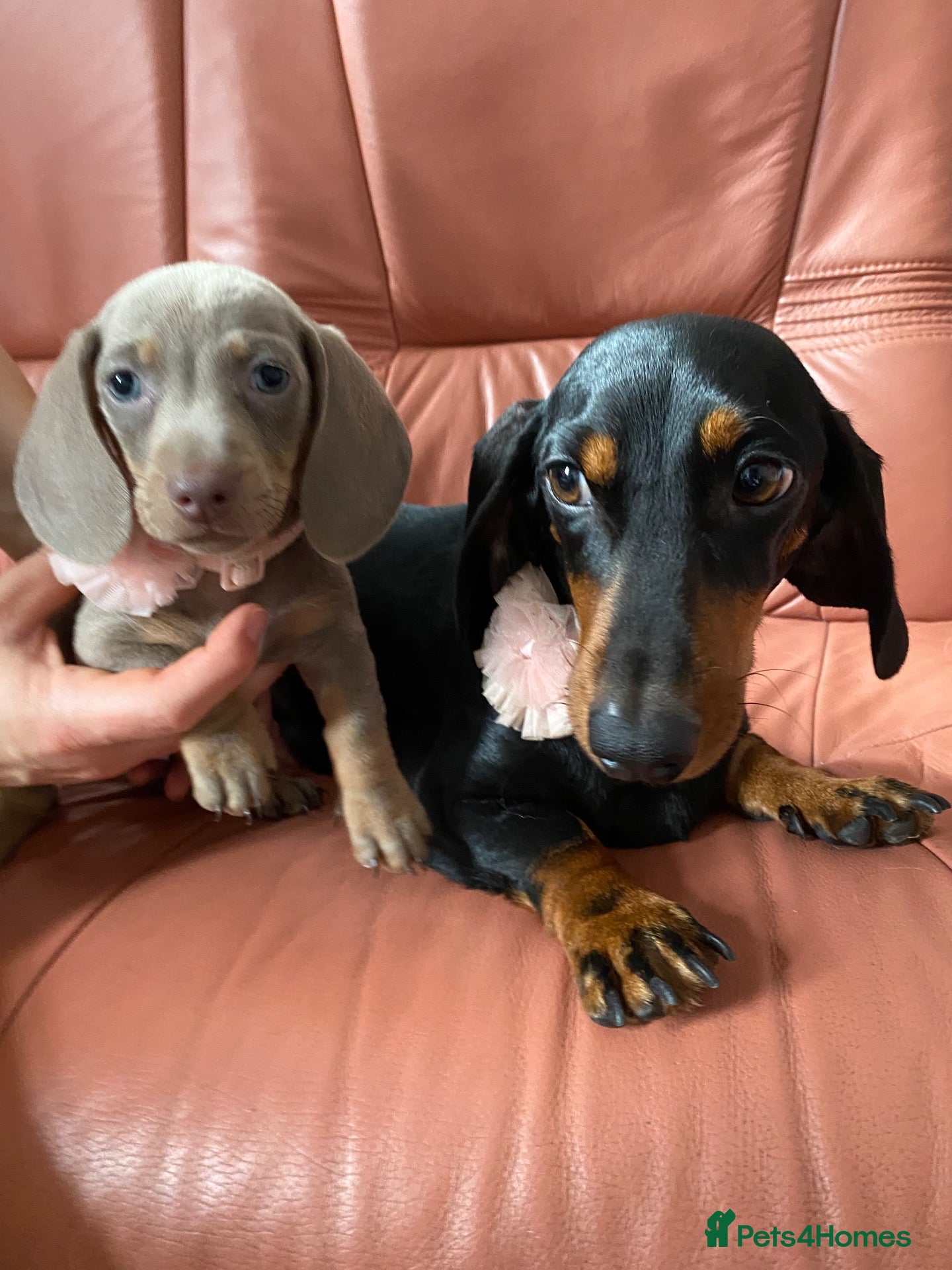 Dachshund dogs 9 Miniature Dachshunds – Ready 19th October! - Advert 6