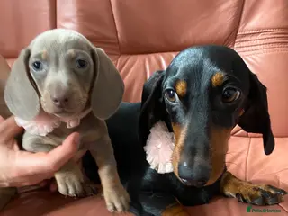 Dachshund dogs 9 Miniature Dachshunds – Ready 19th October! - Advert 6