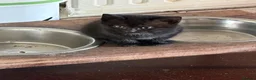 Mixed Breed cats for sale: Adorable Kittens in Truro - Advert 3