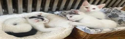Turkish Van cats for sale: Gorgeous Turkish Van Kittens in Potters Bar - Advert 18