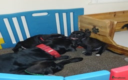 Cane Corso dogs for sale: Beautiful pups  - Image 4