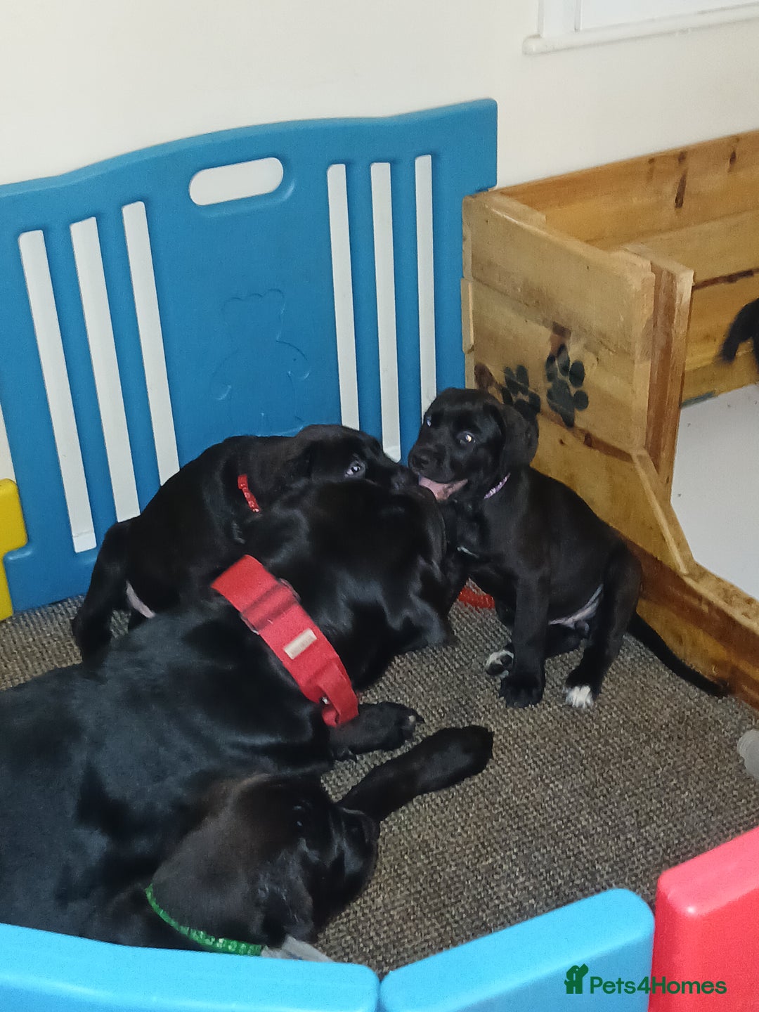 Cane Corso dogs for sale: Beautiful pups  - Image 4