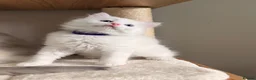Ragdoll cats for sale: Beautiful fluffy ragdoll kittens - Advert 5