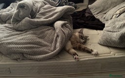 Ragdoll cats for sale: Milo & Smudge - Image 9