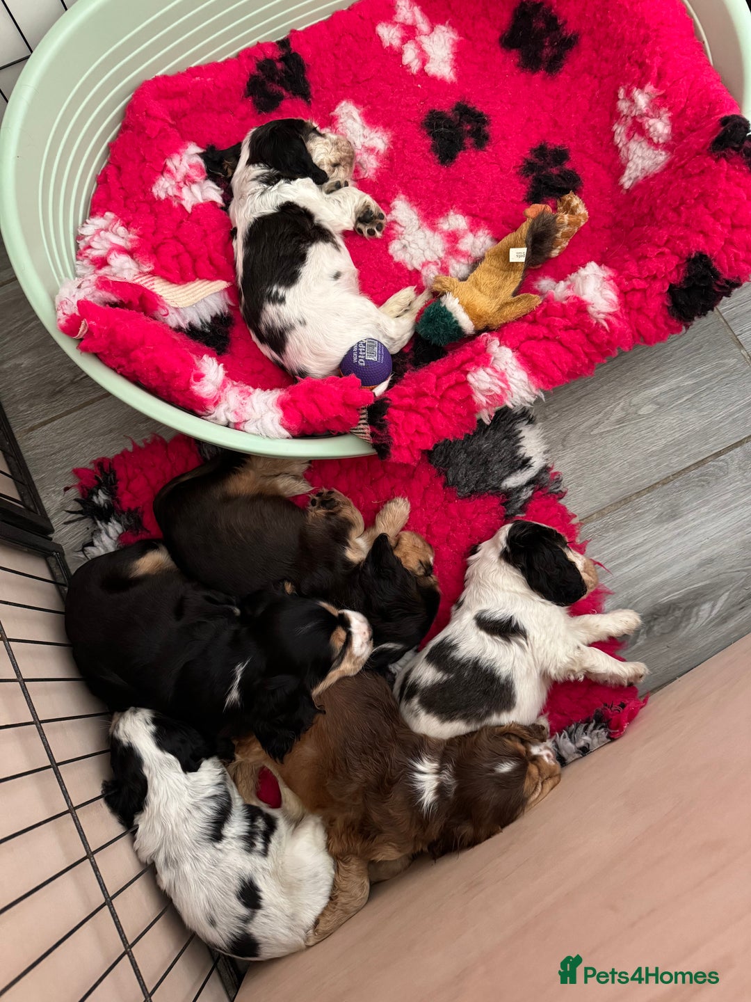 Cocker Spaniel dogs for sale: Kc reg show Cocker Spaniel, 5* Licensed breeder - Image 2