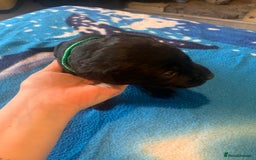 Labrador Retriever dogs for sale: Labrador puppys - Image 37