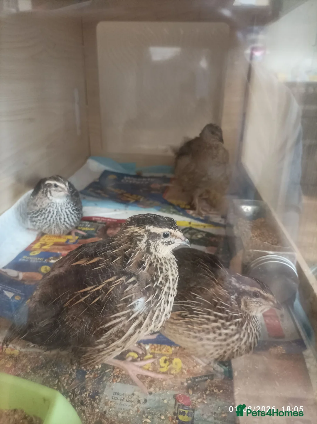 Quail poultry for sale: Coturnix Quails - groups /hens etc - Advert 2