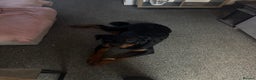 Rottweiler dogs for sale: Rottweiler pup for rehome - Advert 8