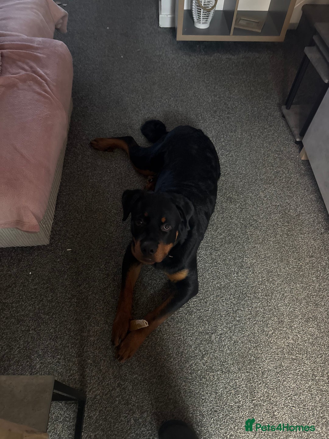 Rottweiler dogs for sale: Rottweiler pup for rehome - Advert 8