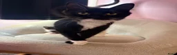 Mixed Breed cats for sale: 4 beautiful kittens - Advert 8