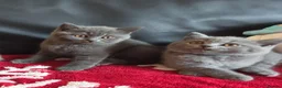 British Shorthair cats for sale: Beautiful British Shorthair kittens - Advert 30