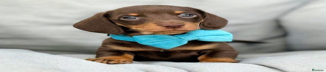 Miniature Dachshund Puppy 8