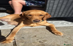 Labrador Retriever dogs for sale: 2 Labrador male pups READY NOW - Image 11
