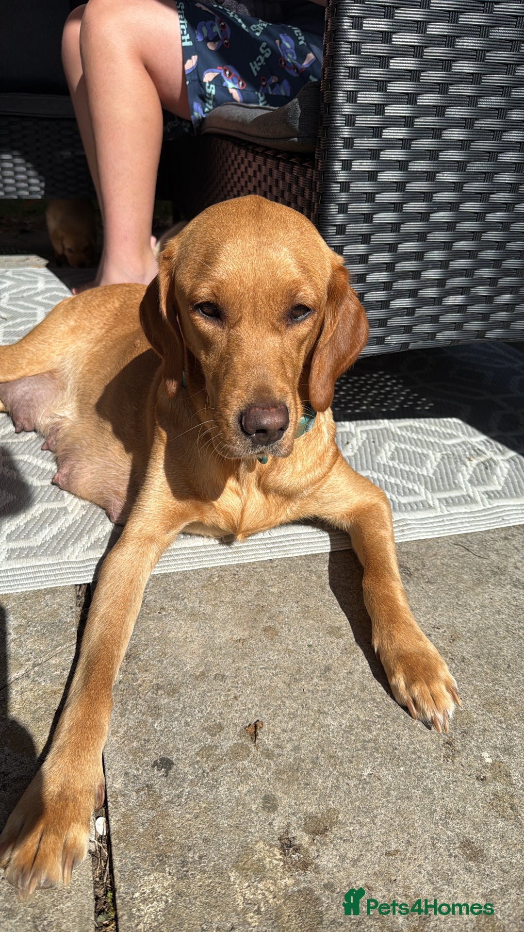 Labrador Retriever dogs for sale: 2 Labrador male pups READY NOW - Image 11