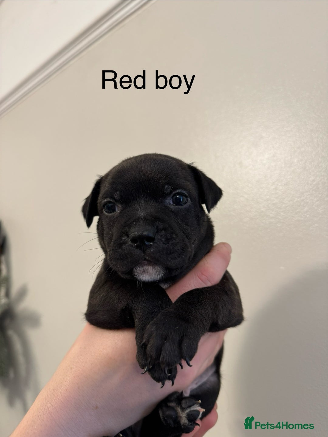 Staffordshire Bull Terrier dogs for sale: KC Staffordshire bull terrier puppies  - Advert 24