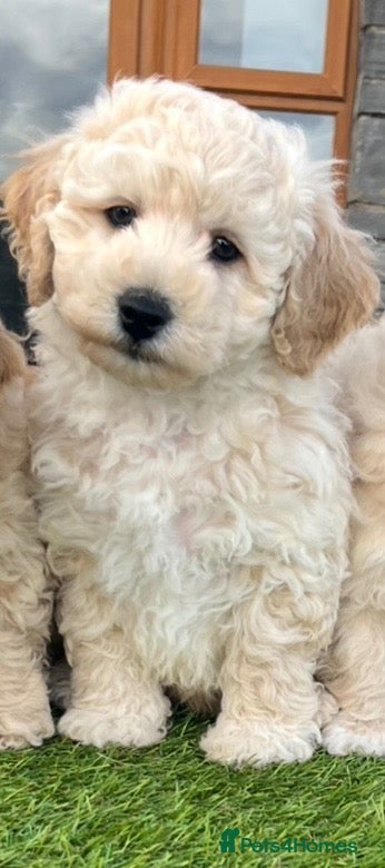 Poochon dogs Poochon Puppies - Advert 2
