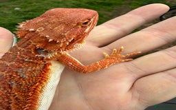 Bearded Dragon reptiles for sale: Bearded Dragon. Blue bar Tiger Stripe  - Image 11