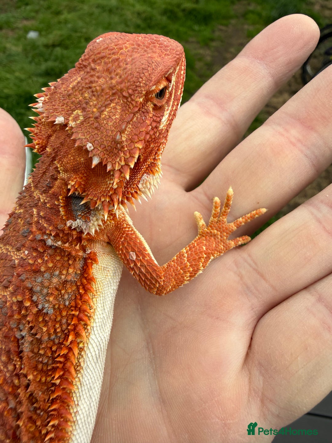 Bearded Dragon reptiles for sale: Bearded Dragon. Blue bar Tiger Stripe  - Image 11