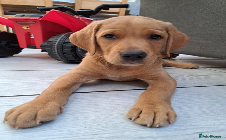 Labrador Retriever dogs - Advert 3