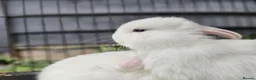 Mini Lop rabbits for sale: Beautiful Mini lops ❤️ - Advert 18
