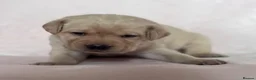 Labrador Retriever dogs for sale: Chunky yellow Labrador pups  - Advert 17