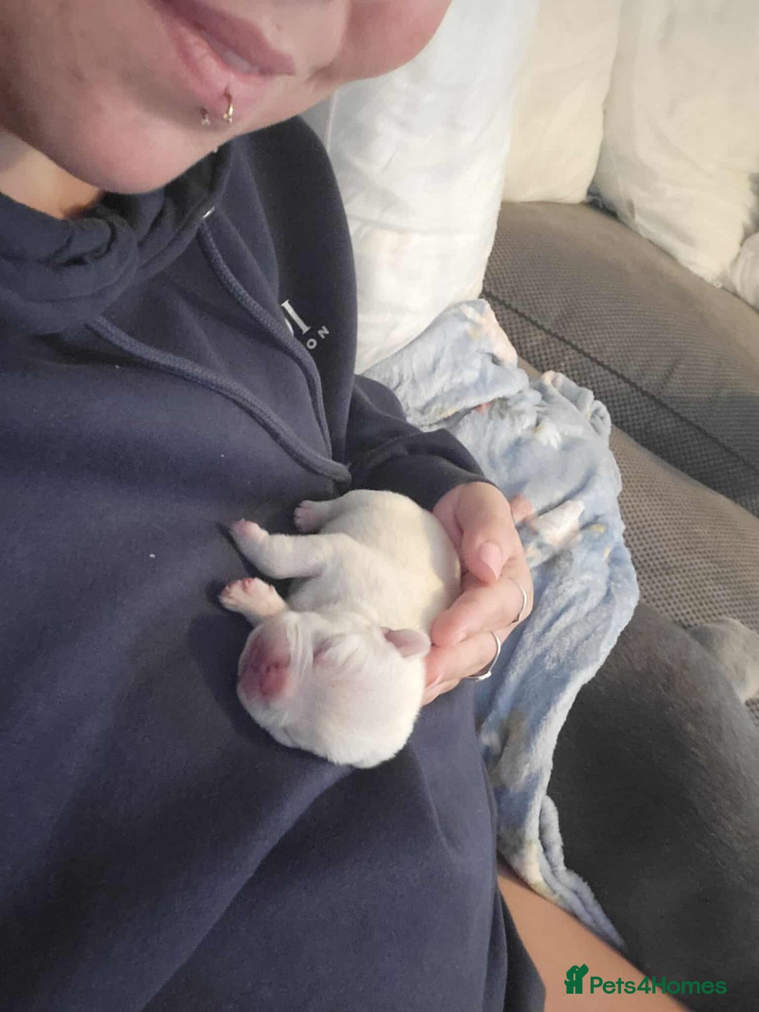 French Bulldog dogs for sale: Female White french bulldog - Image 4