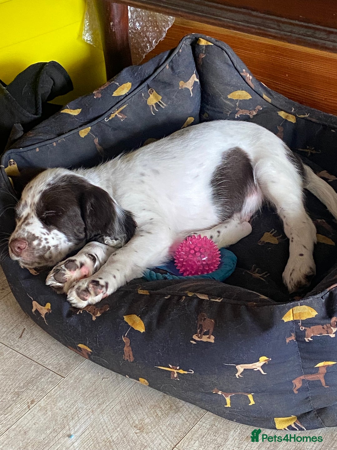 Cocker Spaniel dogs for sale: Last boy left!! - Image 2