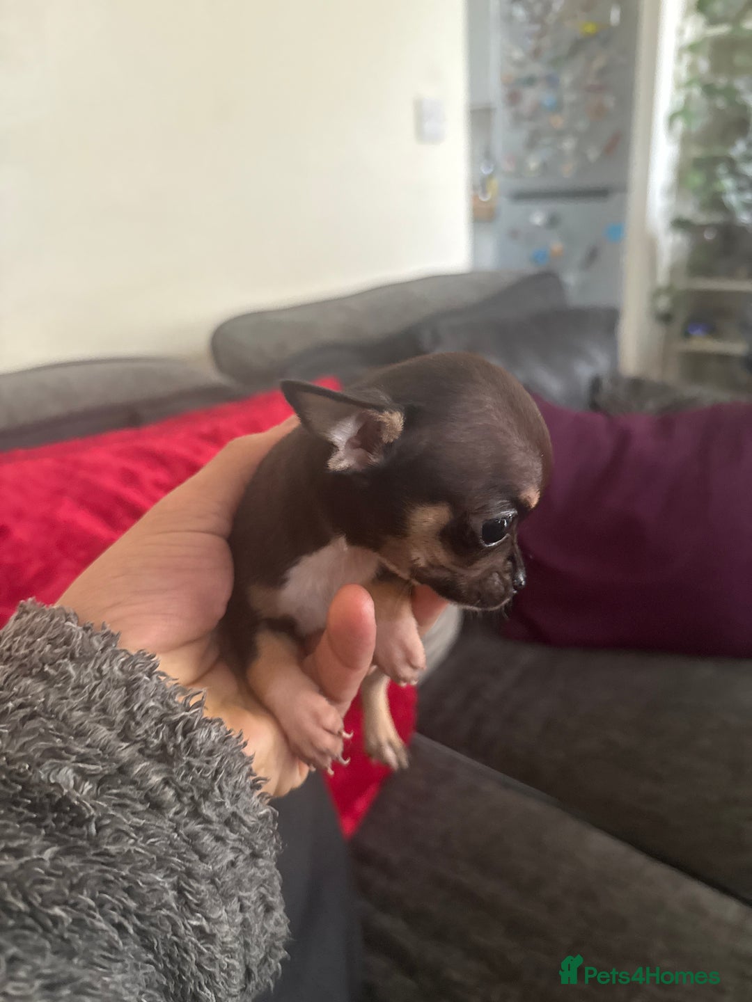 Chihuahua dogs for sale: Teacup Chihuahuas - Image 3