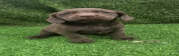 Cockerdor dogs for sale: Ready now chocolate cockerdors dna clear in Skegness - Advert 8