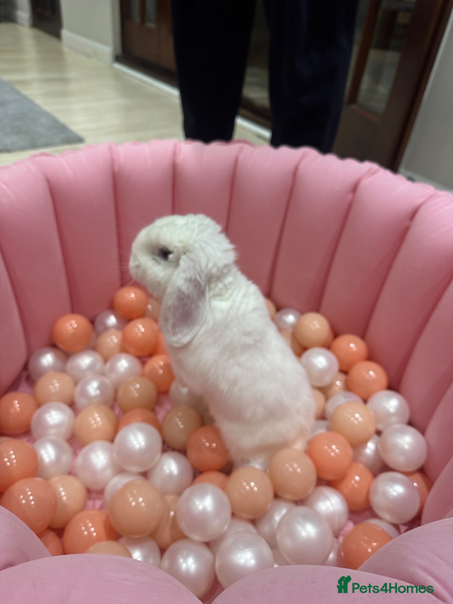 Mini Lop rabbits Rabbit for sale - Advert 2