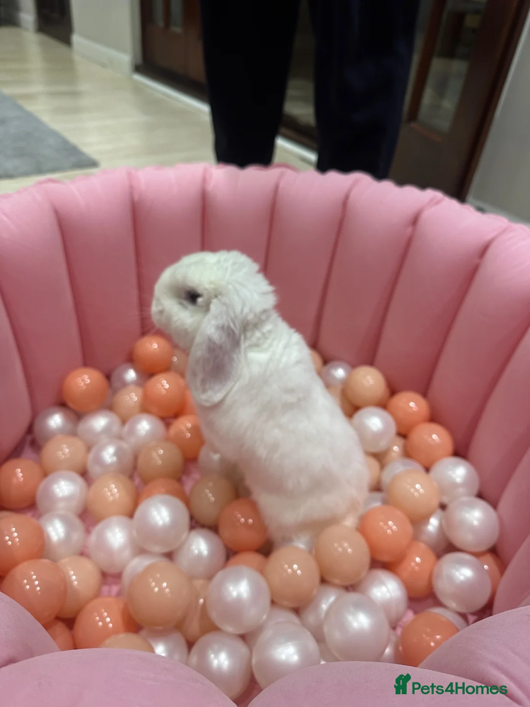 Mini Lop rabbits for sale: Rabbit for sale in Luton - Advert 1