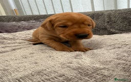 Labrador Retriever dogs for sale: Fox Red Labrador Puppies - Image 13