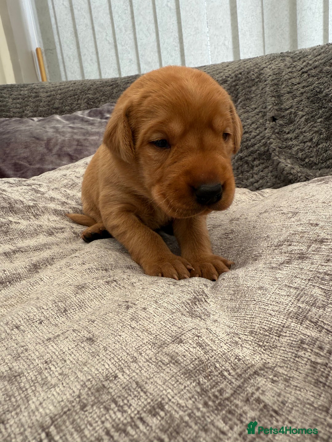Labrador Retriever dogs for sale: Fox Red Labrador Puppies - Image 13