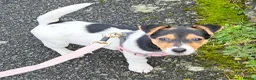 Jack Russell dogs for sale: Jack Russell female (millie) - Advert 3