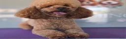 Toy Poodle dogs for sale: Toy poodle adult male  - Advert 5