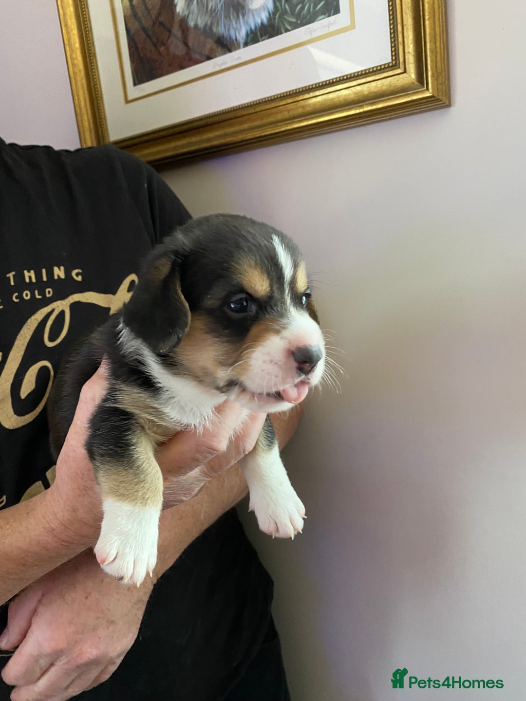Welsh Corgi Cardigan dogs for sale: WELSH CARDIGAN CORGI BABIES - Advert 24