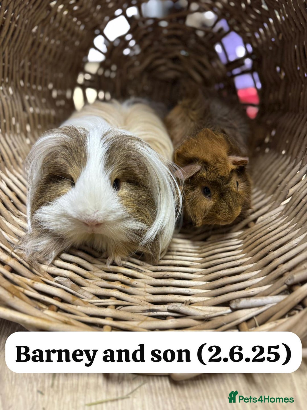 Guinea Pig rodents for sale: Baby guinea pigs ready now. Sheffield - Image 15