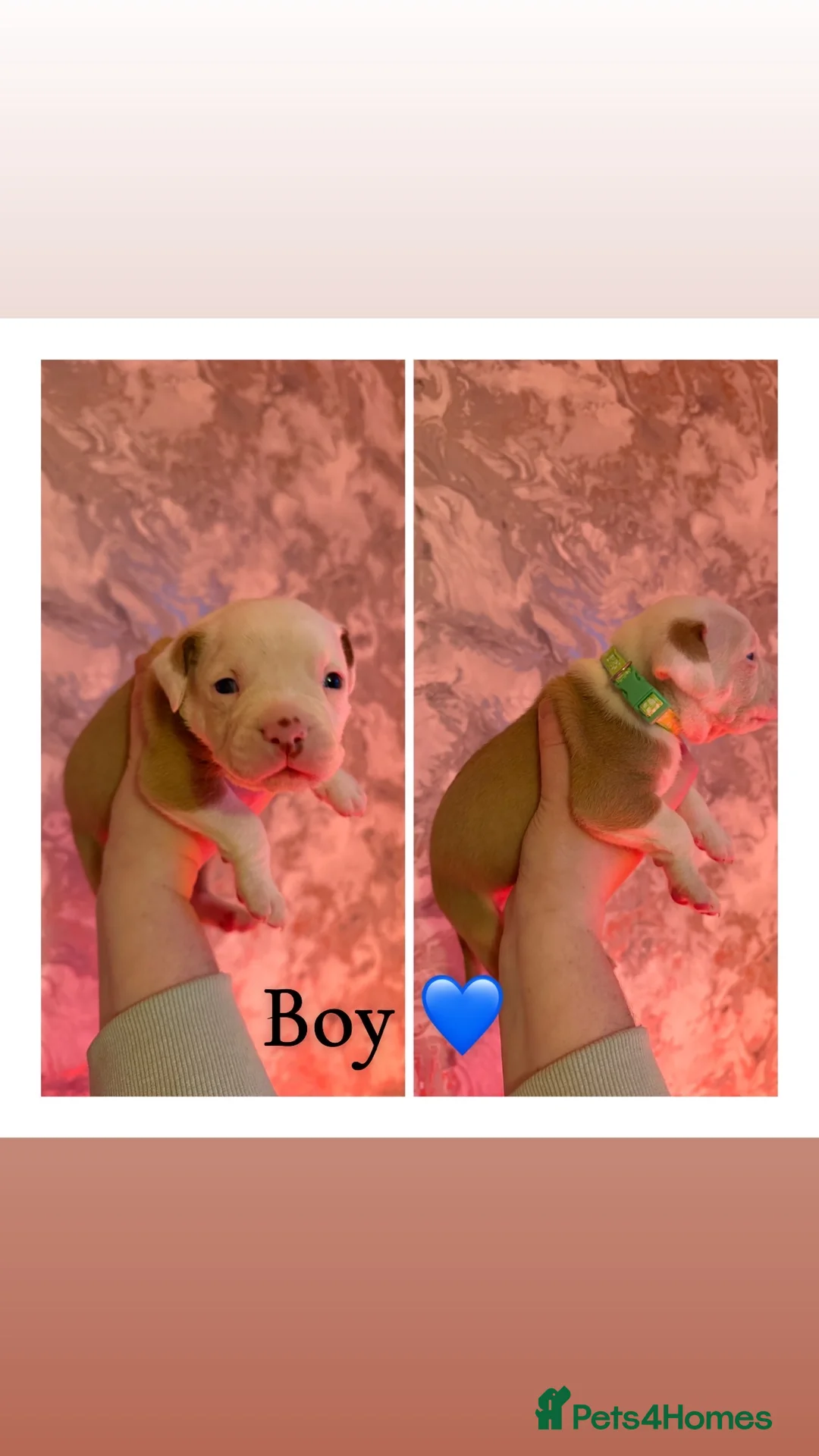 Alapaha Blue Blood Bulldog dogs for sale: Alapaha blue blood bulldog Puppies - Advert 12