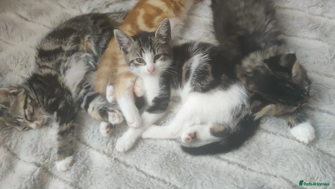 Mixed Breed cats for sale: Beautiful soft loving kitten  - Advert 22