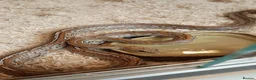 Corn Snake reptiles for sale: Female Tessera Cornsnake with Full vivarium Setup - Advert 6