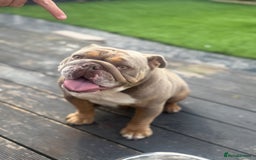 English Bulldog dogs for sale: 2 year old KC English Bulldog  - Image 1