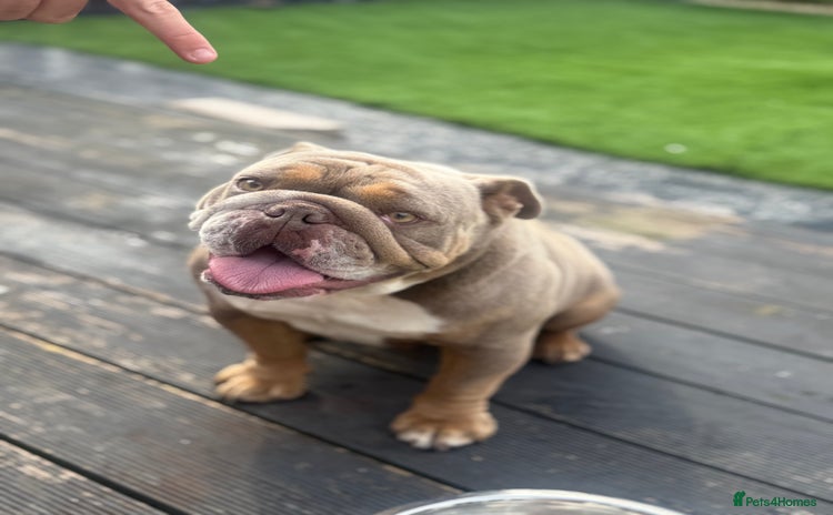 English Bulldog dogs - Advert 1