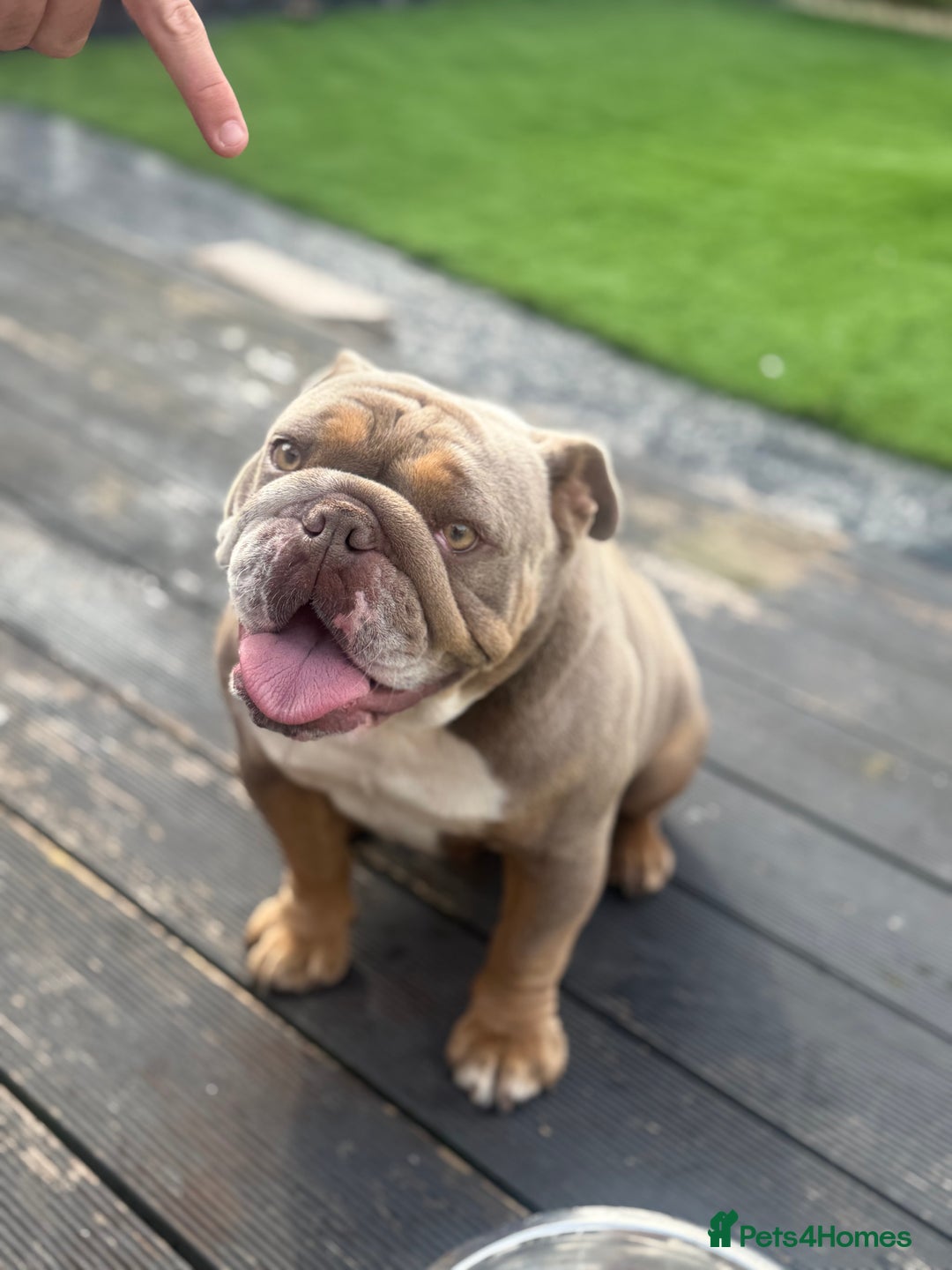 English Bulldog dogs for sale: 2 year old KC English Bulldog  - Image 1