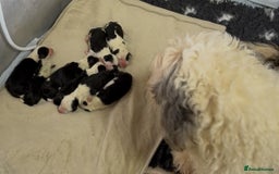 Mixed Breed dogs for sale: Golden Sheepadoodle Pups 3 Male 5 Female - Image 9