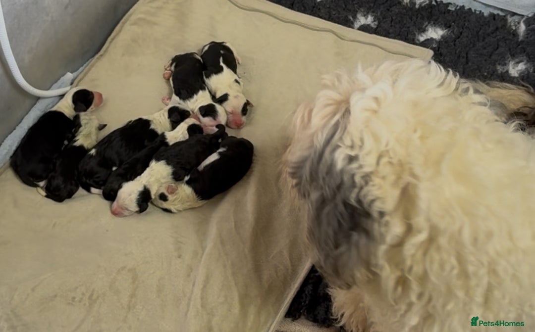 Mixed Breed dogs for sale: Golden Sheepadoodle Pups 3 Male 5 Female - Image 9