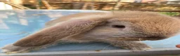French Lop rabbits for sale: French Lop Bunnies in London - Advert 16