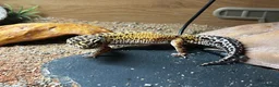 Gecko reptiles for sale: Leopard gecko and set up  - Advert 3