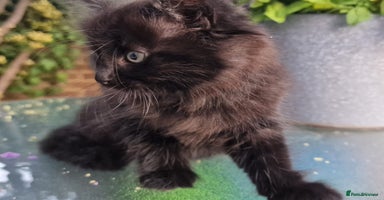 British Shorthair cats - Advert 15