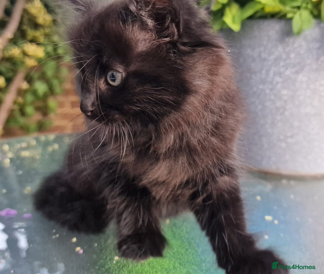 British Shorthair cats for sale: 5 kittens for sale( 4 female ,1 male - Image 2