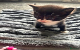 Ragdoll cats for sale: Ragdoll x - Image 2
